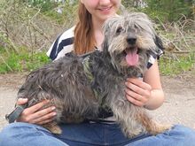 CLYDE, Hund, Rauhaardackel-Mix in Ungarn - Bild 1