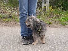 CLYDE, Hund, Rauhaardackel-Mix in Ungarn - Bild 10