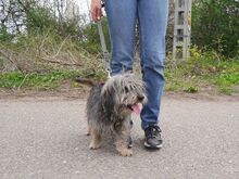 CLYDE, Hund, Rauhaardackel-Mix in Ungarn - Bild 11