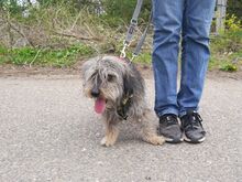 CLYDE, Hund, Rauhaardackel-Mix in Ungarn - Bild 12