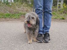 CLYDE, Hund, Rauhaardackel-Mix in Ungarn - Bild 13