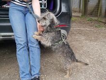 CLYDE, Hund, Rauhaardackel-Mix in Ungarn - Bild 14