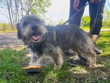 CLYDE, Hund, Rauhaardackel-Mix in Ungarn - Bild 15