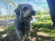 CLYDE, Hund, Rauhaardackel-Mix in Ungarn - Bild 16