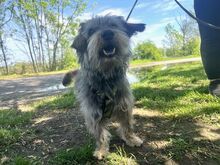 CLYDE, Hund, Rauhaardackel-Mix in Ungarn - Bild 17