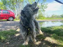 CLYDE, Hund, Rauhaardackel-Mix in Ungarn - Bild 18
