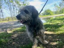 CLYDE, Hund, Rauhaardackel-Mix in Ungarn - Bild 19