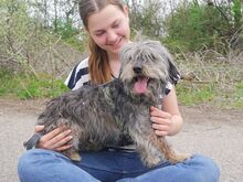 CLYDE, Hund, Rauhaardackel-Mix in Ungarn - Bild 2