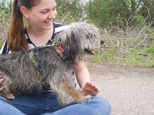 CLYDE, Hund, Rauhaardackel-Mix in Ungarn - Bild 3