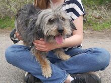 CLYDE, Hund, Rauhaardackel-Mix in Ungarn - Bild 4