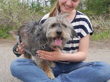 CLYDE, Hund, Rauhaardackel-Mix in Ungarn - Bild 5
