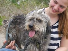 CLYDE, Hund, Rauhaardackel-Mix in Ungarn - Bild 6