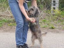 CLYDE, Hund, Rauhaardackel-Mix in Ungarn - Bild 7