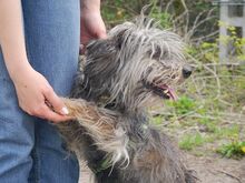 CLYDE, Hund, Rauhaardackel-Mix in Ungarn - Bild 8