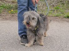 CLYDE, Hund, Rauhaardackel-Mix in Ungarn - Bild 9