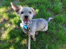CLYDE, Hund, Rauhaardackel-Mix in Puchheim