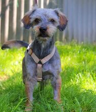 CLYDE, Hund, Rauhaardackel-Mix in Puchheim - Bild 10