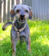 CLYDE, Hund, Rauhaardackel-Mix in Puchheim - Bild 12