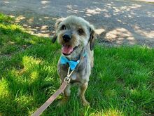 CLYDE, Hund, Rauhaardackel-Mix in Puchheim - Bild 13