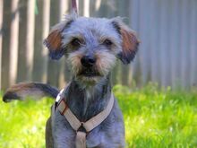 CLYDE, Hund, Rauhaardackel-Mix in Puchheim - Bild 2