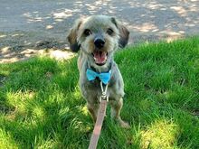 CLYDE, Hund, Rauhaardackel-Mix in Puchheim - Bild 3
