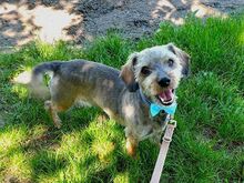 CLYDE, Hund, Rauhaardackel-Mix in Puchheim - Bild 4