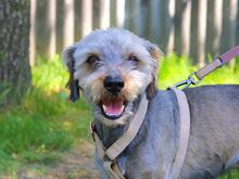 CLYDE, Hund, Rauhaardackel-Mix in Puchheim - Bild 5