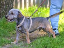 CLYDE, Hund, Rauhaardackel-Mix in Puchheim - Bild 6