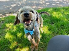CLYDE, Hund, Rauhaardackel-Mix in Puchheim - Bild 7