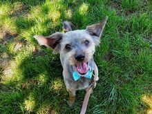 CLYDE, Hund, Rauhaardackel-Mix in Puchheim - Bild 8