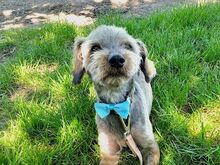CLYDE, Hund, Rauhaardackel-Mix in Puchheim - Bild 9