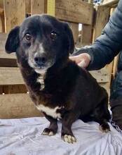 GRAPPPA, Hund, Mischlingshund in Rumänien - Bild 1