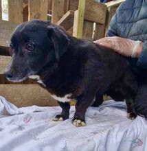 GRAPPPA, Hund, Mischlingshund in Rumänien - Bild 10