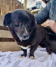 GRAPPPA, Hund, Mischlingshund in Rumänien - Bild 11