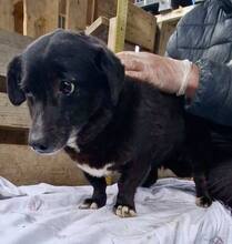 GRAPPPA, Hund, Mischlingshund in Rumänien - Bild 12