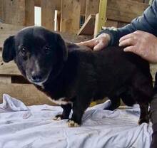 GRAPPPA, Hund, Mischlingshund in Rumänien - Bild 14