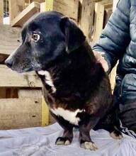 GRAPPPA, Hund, Mischlingshund in Rumänien - Bild 15