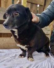 GRAPPPA, Hund, Mischlingshund in Rumänien - Bild 2