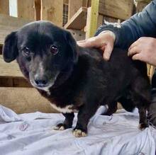 GRAPPPA, Hund, Mischlingshund in Rumänien - Bild 3
