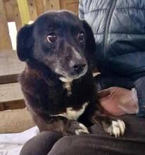 GRAPPPA, Hund, Mischlingshund in Rumänien - Bild 5
