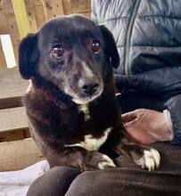 GRAPPPA, Hund, Mischlingshund in Rumänien - Bild 6