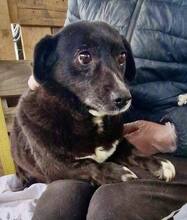 GRAPPPA, Hund, Mischlingshund in Rumänien - Bild 7