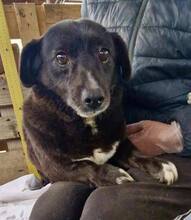 GRAPPPA, Hund, Mischlingshund in Rumänien - Bild 8