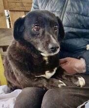GRAPPPA, Hund, Mischlingshund in Rumänien - Bild 9