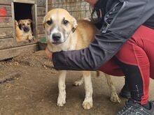 BONNIE, Hund, Mischlingshund in Rumänien - Bild 3