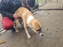 BONNIE, Hund, Mischlingshund in Rumänien - Bild 6