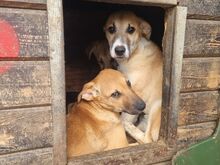 BONNIE, Hund, Mischlingshund in Rumänien - Bild 7