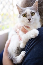 FEYA, Katze, Europäisch Kurzhaar in Zypern - Bild 1