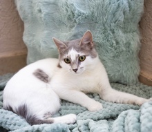 FEYA, Katze, Europäisch Kurzhaar in Zypern - Bild 2