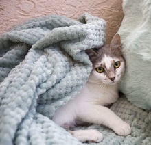 FEYA, Katze, Europäisch Kurzhaar in Zypern - Bild 3